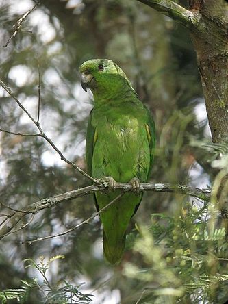 Amazona mercenarius mercenarius - Soldater Amazone