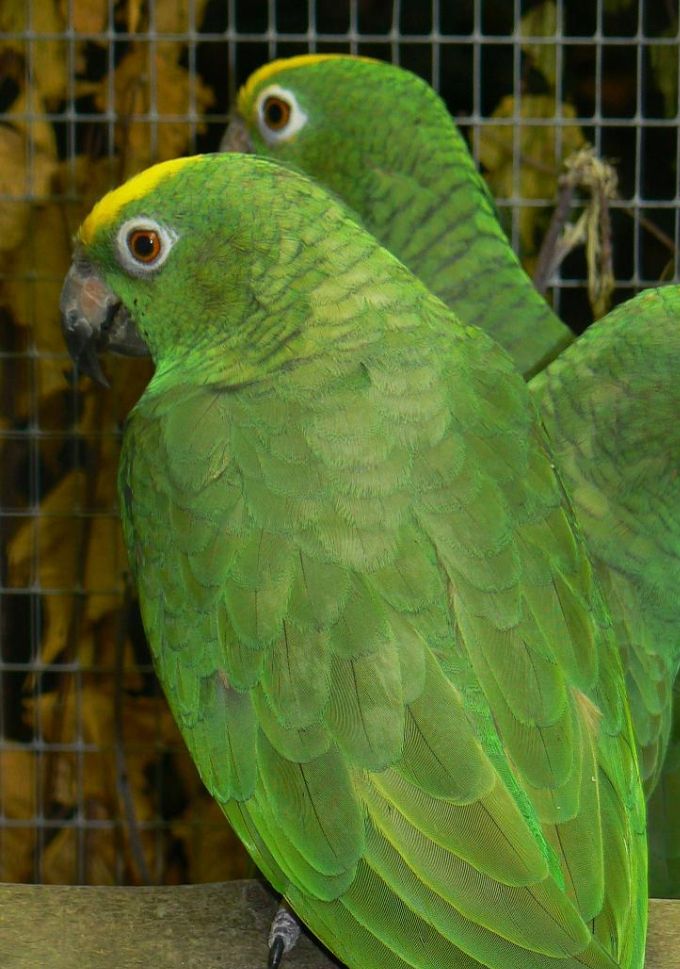 Amazona ochrocephala ochrocephala - Gulisset Amazone