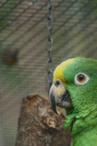 Amazona ochrocephala panamensis - Panama Amazone
