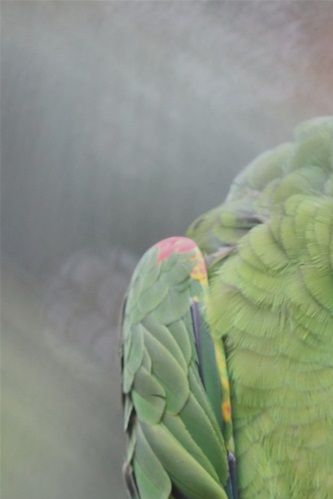 Amazona ochrocephala xantholaema - Marajó Gulhovedet Amazone