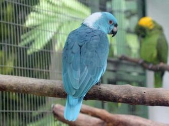 Amazona auropalliata auropalliata - Gulnakket Amazone - BLÅ MUTATION