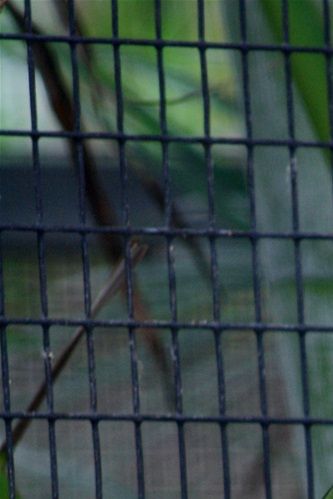 Amazona rhodocorytha - Rødpandet Amazone