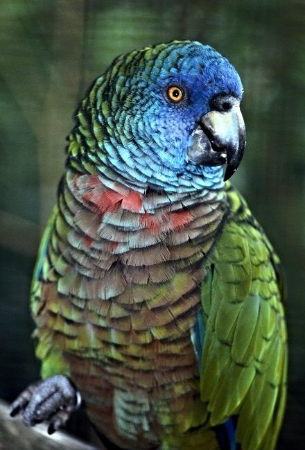 Amazona versicolor - Skt. Lucia Amazone