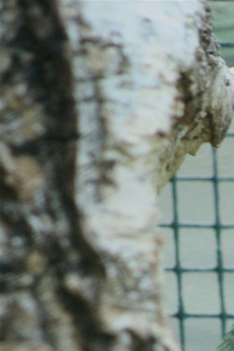 Amazona vinacea - Vinrød Amazone