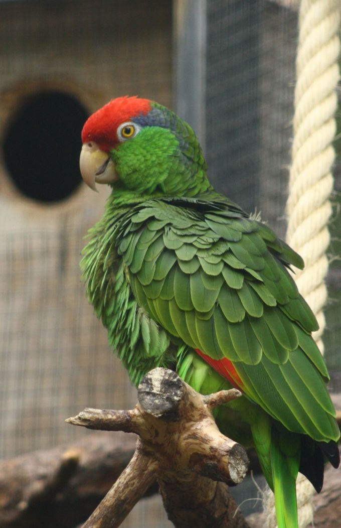 Amazona viridiginalis - Grønkindet Amazone