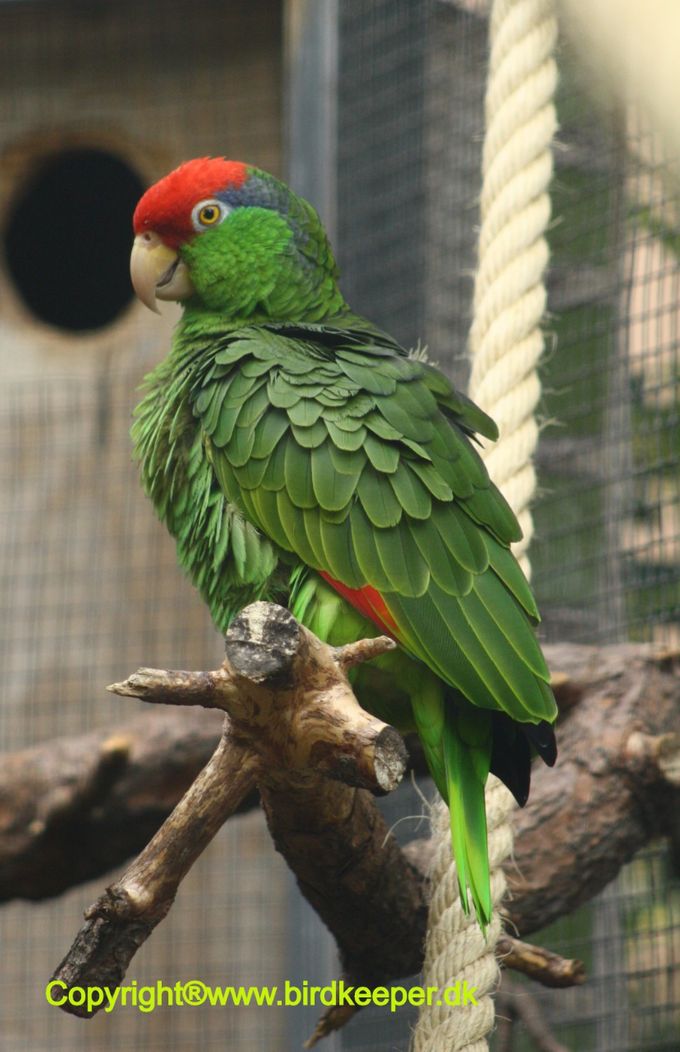 Amazona viridiginalis - Grønkindet Amazone