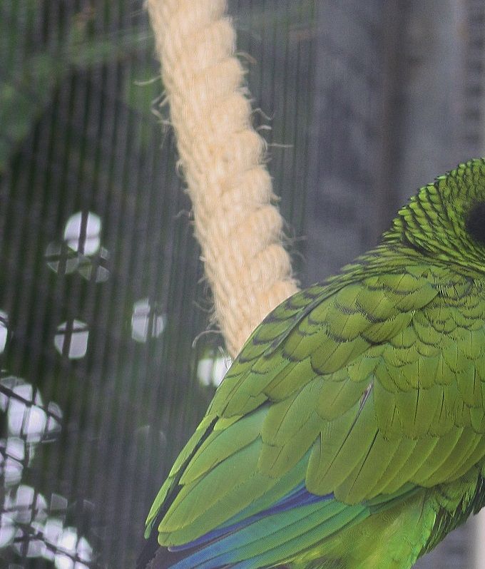 Amazona xantholora - Gultøjlet Amazone