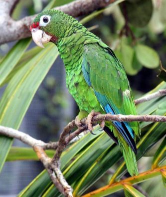 Amazona vittata - Puerto Rico Amazone