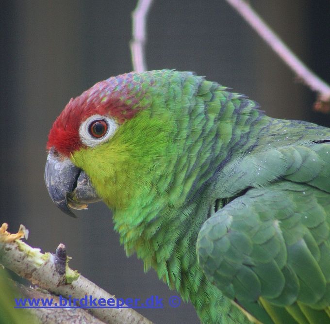 Amazona autumnalis lilacina - Ecuador Amazone