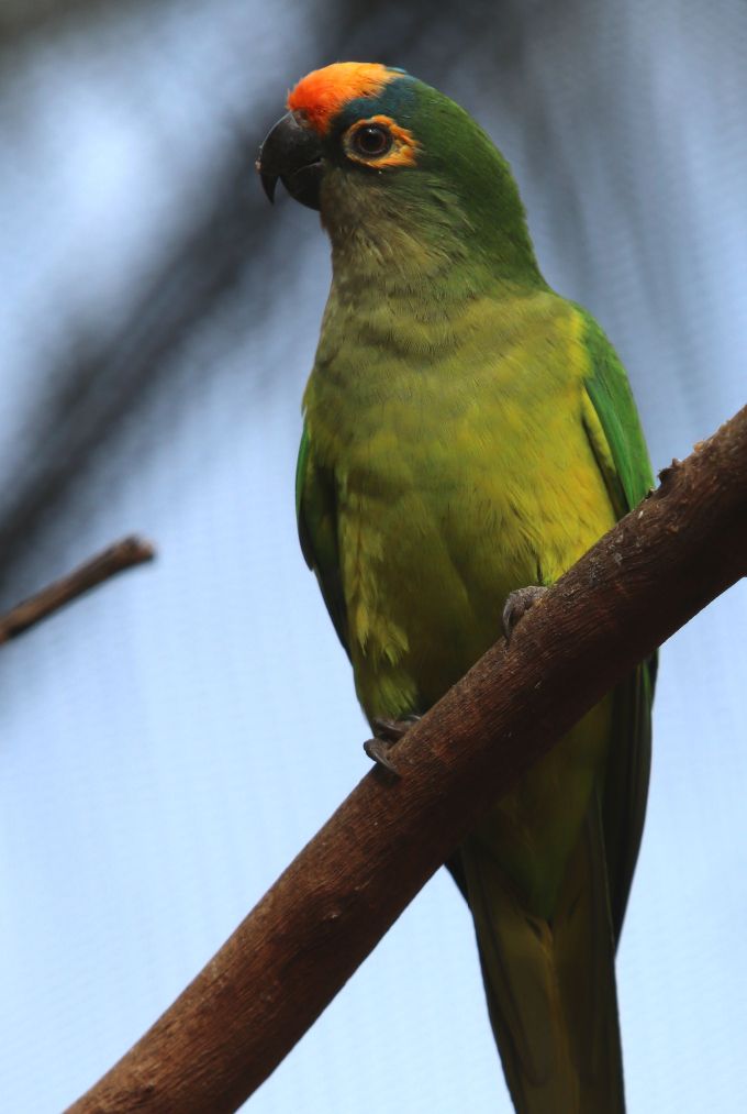 Halvmåneparakit (Eupsittula a. aurea)