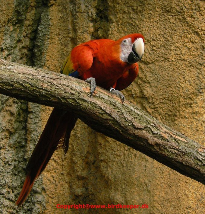 An impressive Ara macao cyanopterus adult bird sitting ready to take off from a piece of rock.

