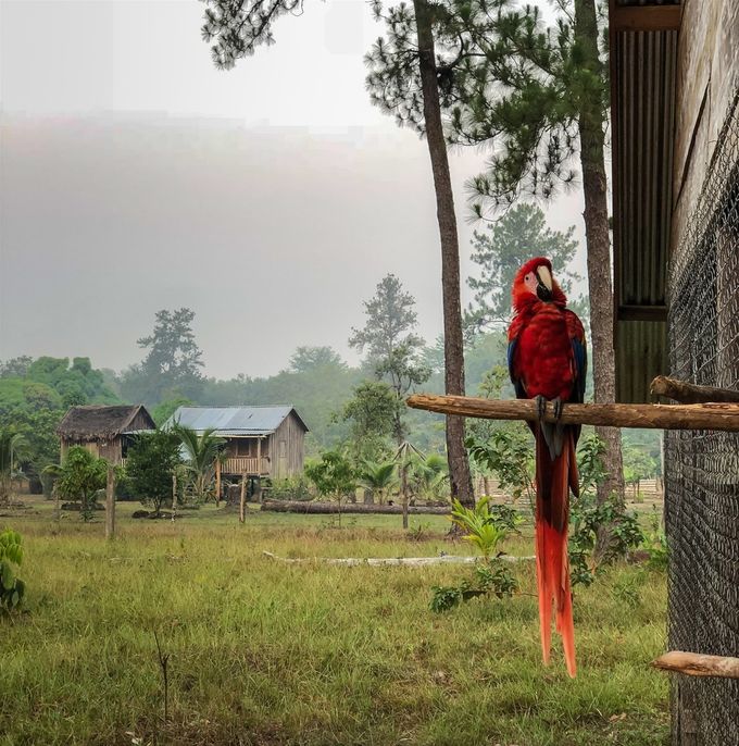 A wild Ara macao cyanopterus sits outside of a rescue center for Macaws in the small town of Mabita, Honduras (Photo: Art Howard / Christi Lowe Productions).