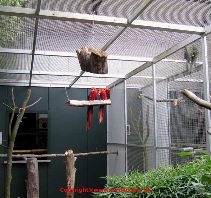 Ara macao cyanopterus, an adult beautiful breeding pair in a nice big aviary. On one of the birds, you can see that the underside of the wings is red/reddish, which according to some aviculturists makes it a 