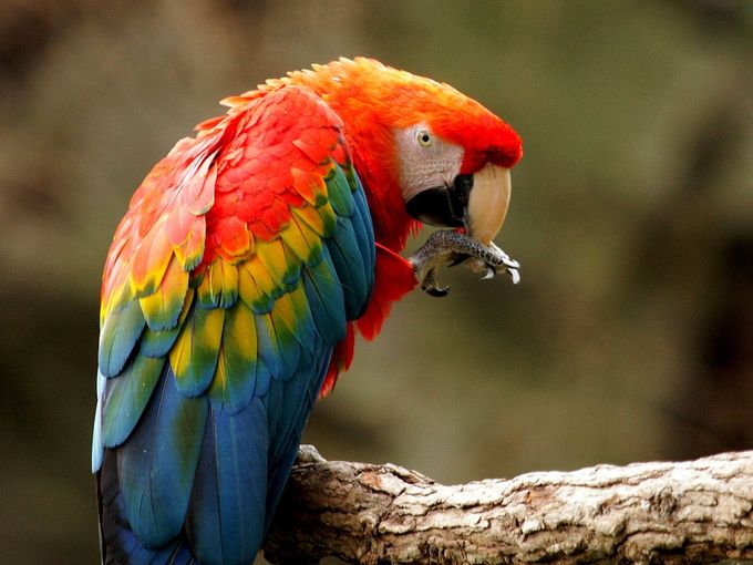 The nominate form of Scarlet Macaw (Ara macao macao), here a male from Bronx Zoo, US. On this specimen you clearly see the large areas of the green color in the different wing coverts, and the greatly reduced number of yellow feathers in the same place, giving a somewhat more variegated impression of the bird. Photo from the Internet.