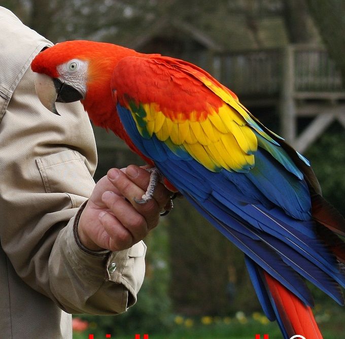 This is also a Scarlet Macaw with a nice yellow wing band, but notice the relatively few green feathers. According to the scientific description of Ara macao cyanopterus, a certain amount of green is acceptable. It is therefore important that you also use the well-known morphological visual features that characterize this subspecies to be more certain that it is an Ara macao cyanopterus and not a hybrid bird