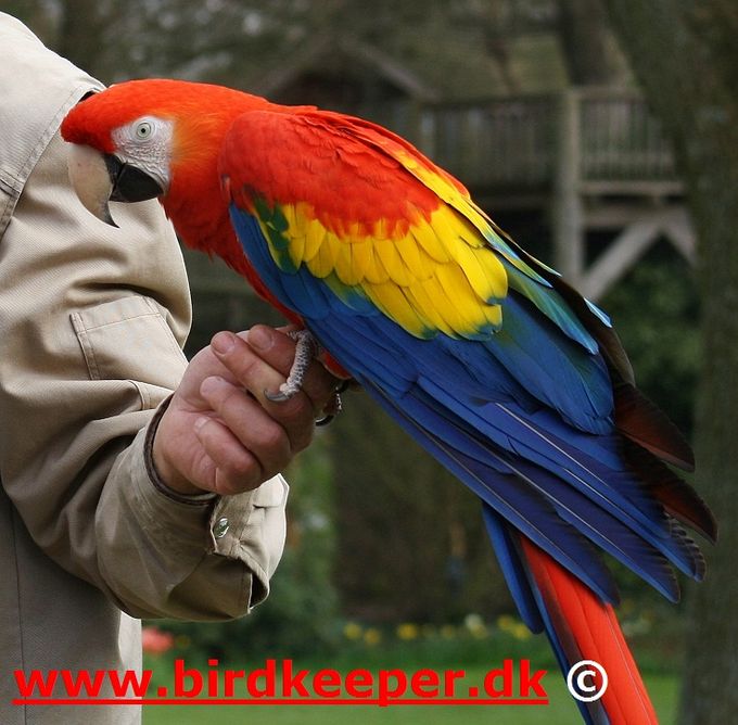 This is also a Scarlet Macaw with a nice yellow wing band, but notice the relatively few green feathers. According to the scientific description of Ara macao cyanopterus, a certain amount of green is acceptable. It is therefore important that you also use the well-known morphological visual features that characterize this subspecies to be more certain that it is an Ara macao cyanopterus and not a hybrid bird