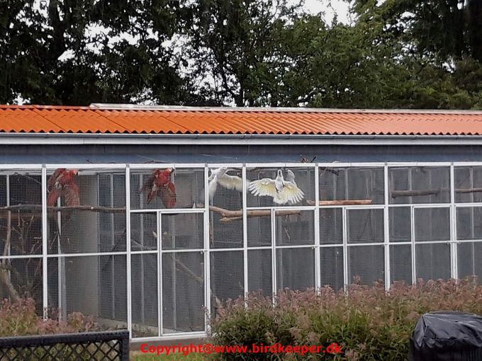 It's unfortunately not the clearest photo one could have wished for however, on these few months old young birds which are bathing in the rain, you can see that the underside of the wings is red/reddish, as some aviculturists believe they must be in order to be a 