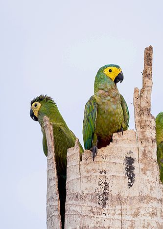 Photo 05:
Orthopsittaca manilatus: In this “classical” photo of Red-bellied Macaws from the nature you see some birds sitting in the top of a dead Moriche palm which is the absolute center of the daily life and survival of the Red-bellied Macaw in the nature. (Photo from the internet: Wikimedia Commons, the free media repository).
