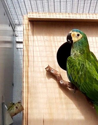 Photo 10:
Orthopsittaca manilatus: You can use different types of nest boxes for Red-bellied Macaws. Personally, I have had good experiences with using a traditional vertical nest box made of thick waterproof plywood, which at the same time can withstand the birds’ persistent gnawing.
