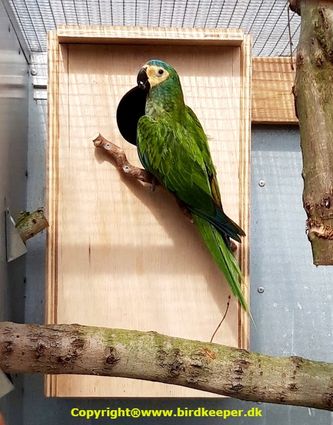 Photo 10:
Orthopsittaca manilatus: You can use different types of nest boxes for Red-bellied Macaws. Personally, I have had good experiences with using a traditional vertical nest box made of thick waterproof plywood, which at the same time can withstand the birds’ persistent gnawing.
