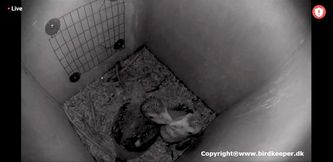 Photo 14:
Orthopsittaca manilatus: This camcorder photo from one of my Red-bellied Macaw nests shows my first two living chicks 30 and 32 days old. Their state of health is extremely satisfactory. In addition, the parents are feeding the chicks in the best possible way so that you actually can watch them grow day by day. The parent birds also show an incredible care for the chicks through persistent preening and cuddling.
