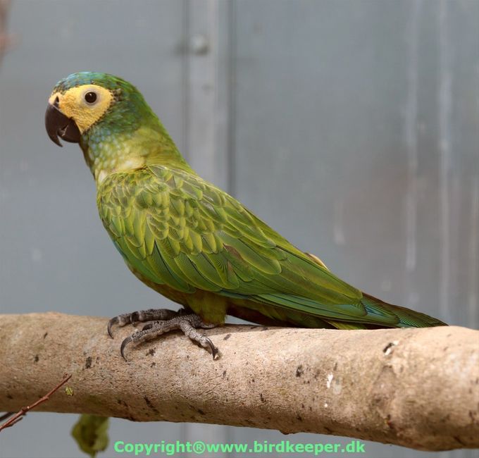 Photo 08:
Orthopsittaca manilatus: The Red-bellied Macaw may not be the most colorful parrot species, but in return it is so much more exciting in a number of other areas. With a closer look at the colors of the plumage, the different green and greenish colors are neatly matched in relation to each other. In addition, the feathers behind the face and around the neck are 