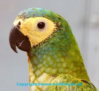 Photo 09:
Orthopsittaca manilatus: The face of a Red-bellied Macaw can be very expressive and can also be an indicator for its mood. An adult Red-bellied Macaw must have a - for the Macaw species completely unique - bright mustard-yellow naked face, which is an expression of the fact that it is a healthy and fit bird.
