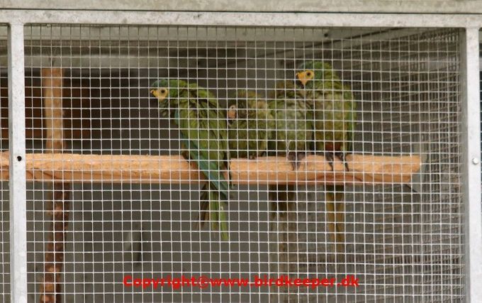 Photo 16:
Orthopsittaca manilatus: Here is my pair no. 1 of Red-bellied Macaws with the female bird to the left and the male bird to the right and with the two newly fledged chicks between them. The youngest bird, that left the nest only two days ago, is sitting as no. 2 from the left just beside the mother. It is very difficult to photograph Red-bellied Macaws unless they are hand-fed individuals or newly hatched chicks, as they by nature are incredibly shy and fly away at the first opportunity. Newly hatched pups are so terrified that they stay seated (they 