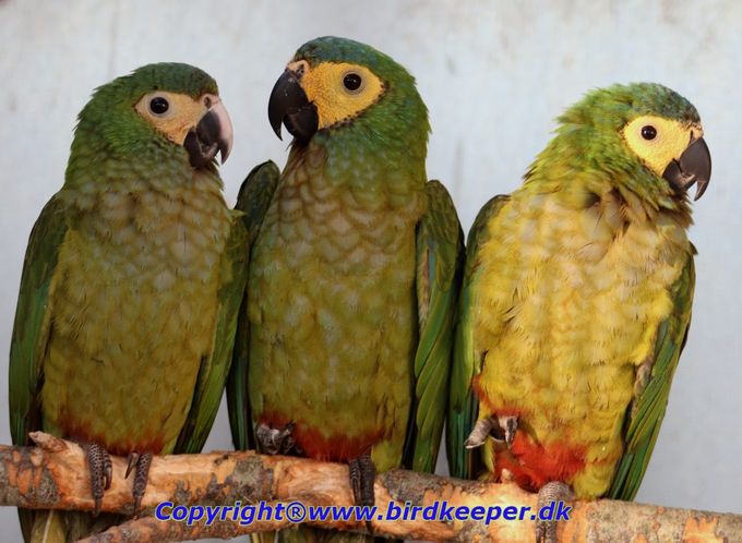 Photo 01:
Orthopsittaca manilatus: A beautiful, but very different Macaw species, both in appearance and in its behavior. This species has a very upright sitting position compared to all the other Mini-Macaw species, hence its scientific genus name, “Orthopsittaca”. However, some believe the term is a reference to the anterior lateral outline of the bird’s cere, which is straight.