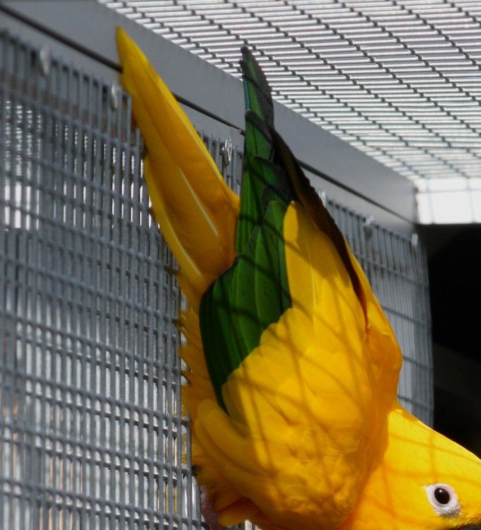 Photo 01:
Guaruba guarouba: The Golden Parakeet is one of the world's most beautifully colored parrot species. A Golden Parakeet in top condition is the bird that visitors most often notice first in a bird collection.