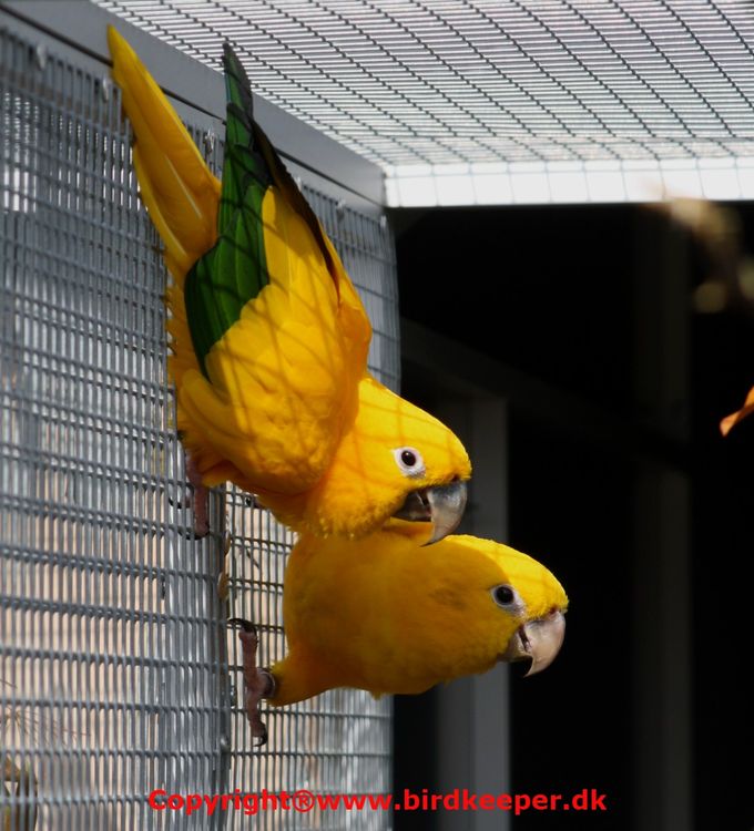 Photo 01:
Guaruba guarouba: The Golden Parakeet is one of the world's most beautifully colored parrot species. A Golden Parakeet in top condition is the bird that visitors most often notice first in a bird collection.