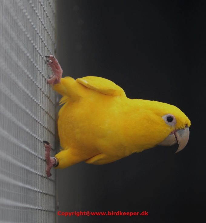 Photo 04:
Guaruba guarouba: Golden parakeets, especially adult individuals, can be very aggressive towards other - and even significantly larger - parrot species which is why they should not be kept together with other species. When the birds have reached sexual maturity and come into breeding mood, the aggressiveness increases further, especially with the female bird who literally defends her nest, eggs and/or chicks with 