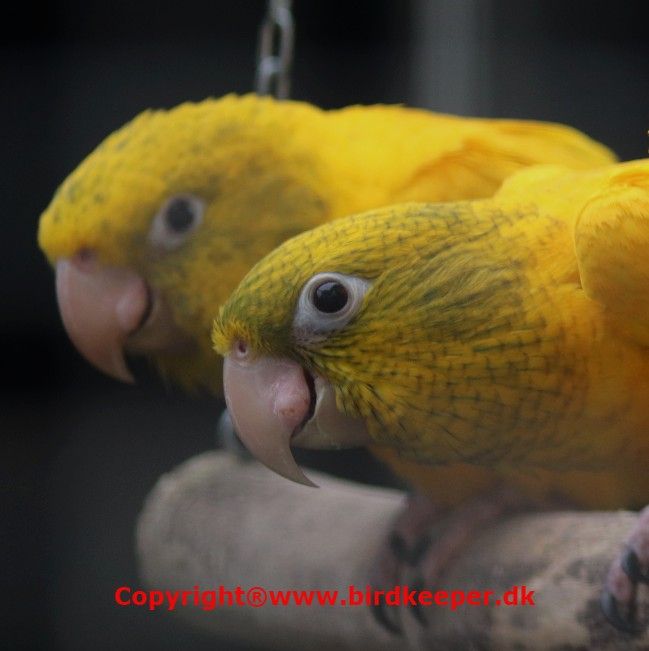 Photo 06:
Guaruba guarouba: It is easy to distinguish between adult individuals of the Golden Parakeet and newly fledged chicks until they change color to adult plumage. The young birds are missing the warm orange glow in the yellow part of the plumage and are especially characterized by the dark greenish and green feather areas primarily on the cheeks and ear coverts, but also sometimes in many other places.