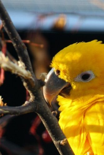 Photo 07:
Guaruba guarouba: The Golden Parakeet can have some very expressive poses. Here you can see a relaxed (cf. the inflated plumage) and well-satisfied bird resting in the autumn evening sun while it has spotted something somewhere in the aviary.