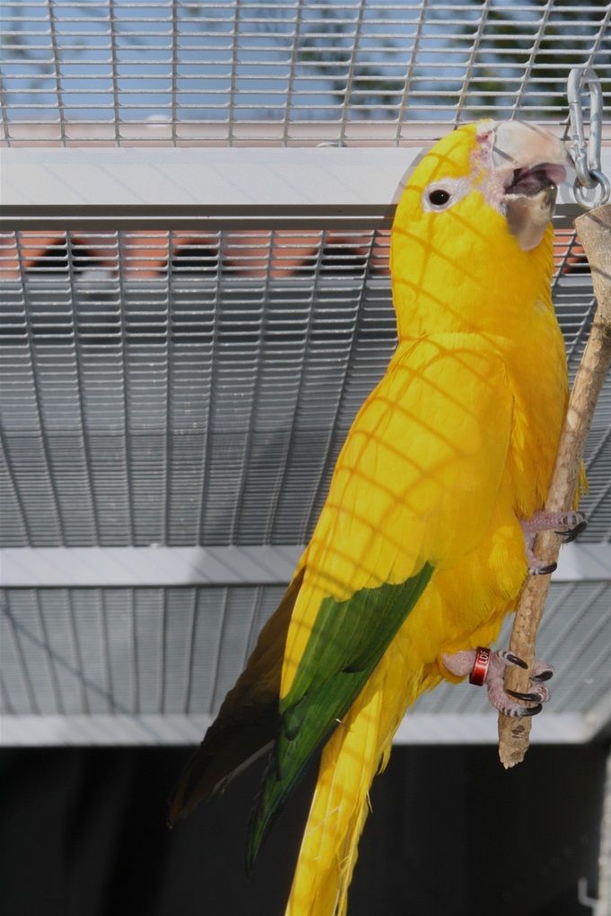 Photo 20:
Guaruba guarouba: Healthy Gold Parakeets in top condition are lively birds that have a playful behavior and always show great curiosity in relation to their surroundings which must always be investigated. You can spend many hours in front of an aviary with a pair of Golden Parakeets, it's exciting, it's entertaining, it's clearly the parrot hobby at its very best.