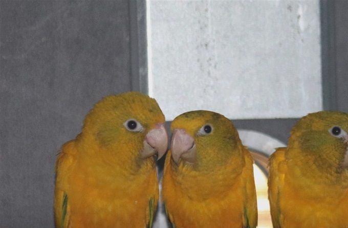 Photo 21:
Guaruba guarouba: The proud, but tired and worn-out female bird together with her first four young birds on a perch in their aviary. The four young birds are extremely lively and are already moving eagerly everywhere in the aviary, so you have to be lucky to get a photo of all four at the same time which I managed this time and even together with their mother. The father sat by himself in the wire mesh.