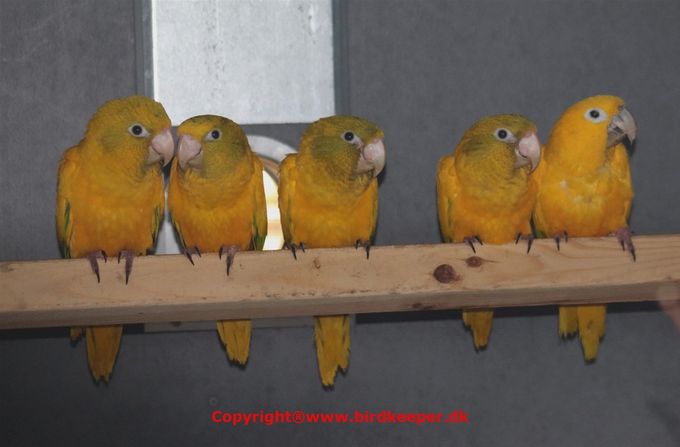 Photo 21:
Guaruba guarouba: The proud, but tired and worn-out female bird together with her first four young birds on a perch in their aviary. The four young birds are extremely lively and are already moving eagerly everywhere in the aviary, so you have to be lucky to get a photo of all four at the same time which I managed this time and even together with their mother. The father sat by himself in the wire mesh.